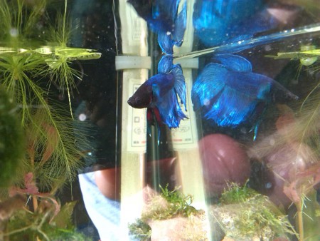 betta splendens