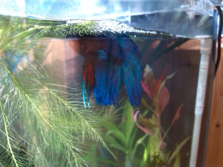 betta splendens