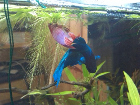 betta splendens